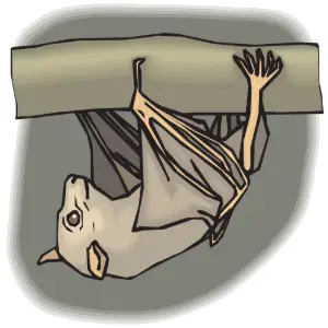 Bat Clipart