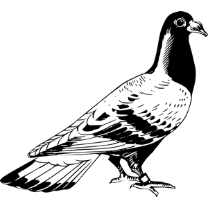 Carrier pigeon 2