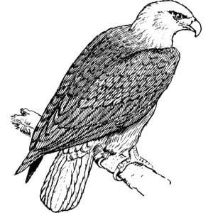 eagle 2 Clipart