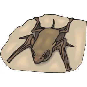 Bat Clipart