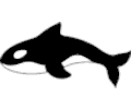Orca whale