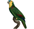 Parrot 22