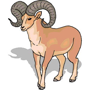 Sheep - Bighorn 6