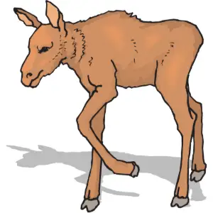 Moose Baby Clipart