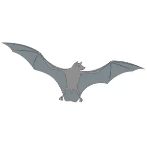 Bat Clipart