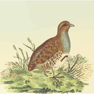 Grey partridge (with background)