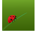 Realistic Ladybug