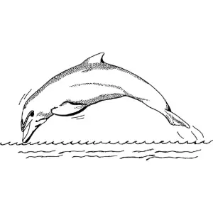 dolphin 1 Clipart