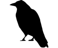 crow standing