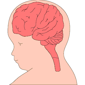 Мозг новорожденного масса. Головной мозг новорожденного. Гладкий мозг у новорожденного. Мозг новорожденных с верху. Ткань головного мозга новорожденного богата.