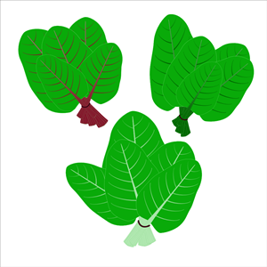 Flat vector icons. Leafy green vegetable.Organic and healty food