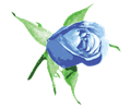 Raseone Rose Blue