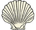 Scallop Shell