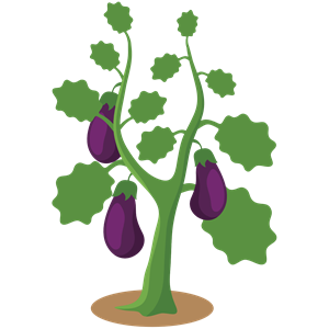 Eggplant (#4)