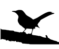 northern mockingbird on tree branch