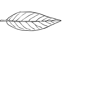 Lanceolate Leaf Transparent