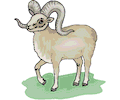 Sheep - Bighorn 3