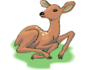 Deer - Calf 1