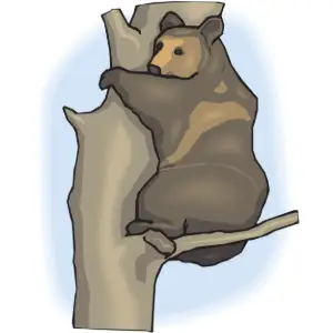Bear in Tree Clipart