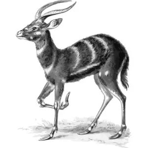 Sitatunga Clipart