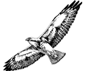 Swainson's hawk