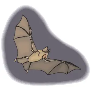 Bat Clipart