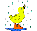 Duck in Rain