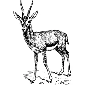 gazelle Clipart