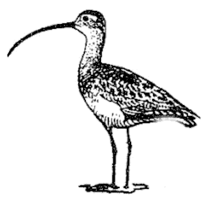 Long Billed Curlew 2