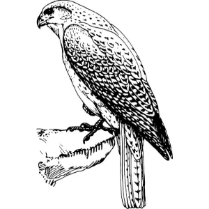 Falcon 2 Clipart