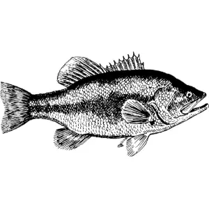 Fish 13 Clipart