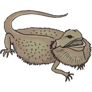 Bearded Dragon Clipart