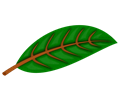 Plant leaf with structure