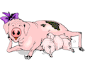 Pigs Nursing
