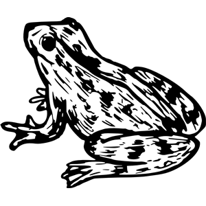 Frog 9