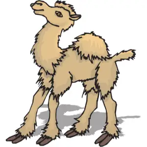Animal, Camel