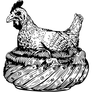 old hen in a basket