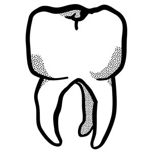 tooth - lineart
