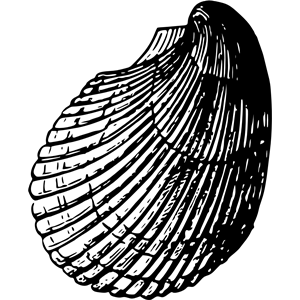 Sea shell 14