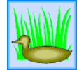 Duck 12