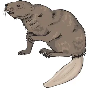 Beaver Clipart