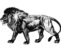 Lion 7