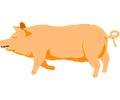 Pig 06
