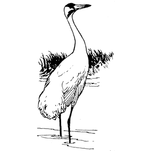 Whooping Crane 1 clipart, cliparts of Whooping Crane 1 free download ...