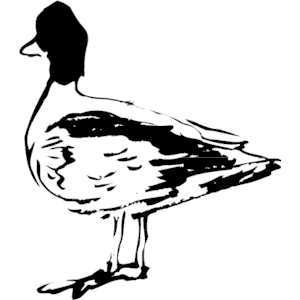 Duck-Loon