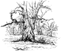 Gnarly oaks