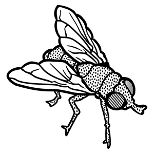fly - lineart