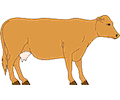 Cow 22