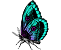 Butterfly 18 (colour 2)