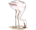 Flamingo 18
